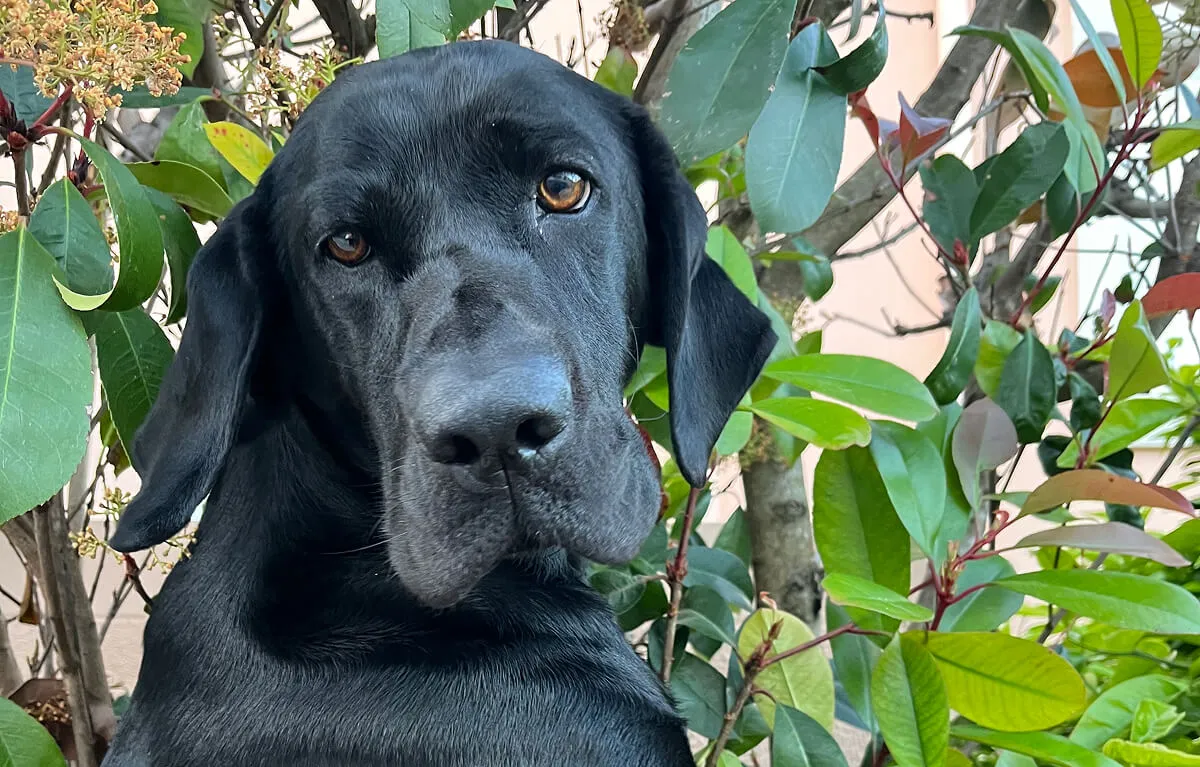 A friendly black dog.