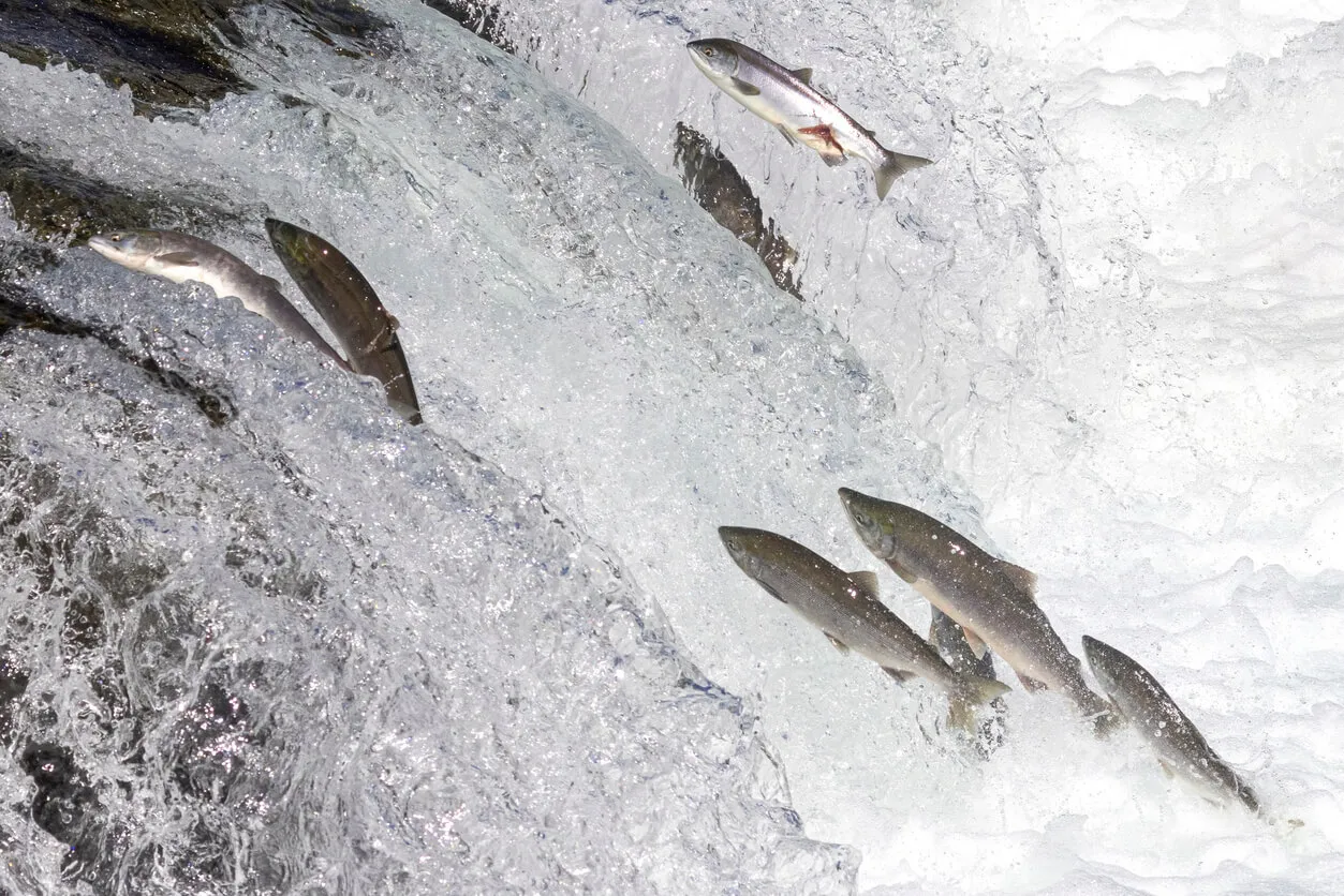 Salmon leap upstream over a waterfall.