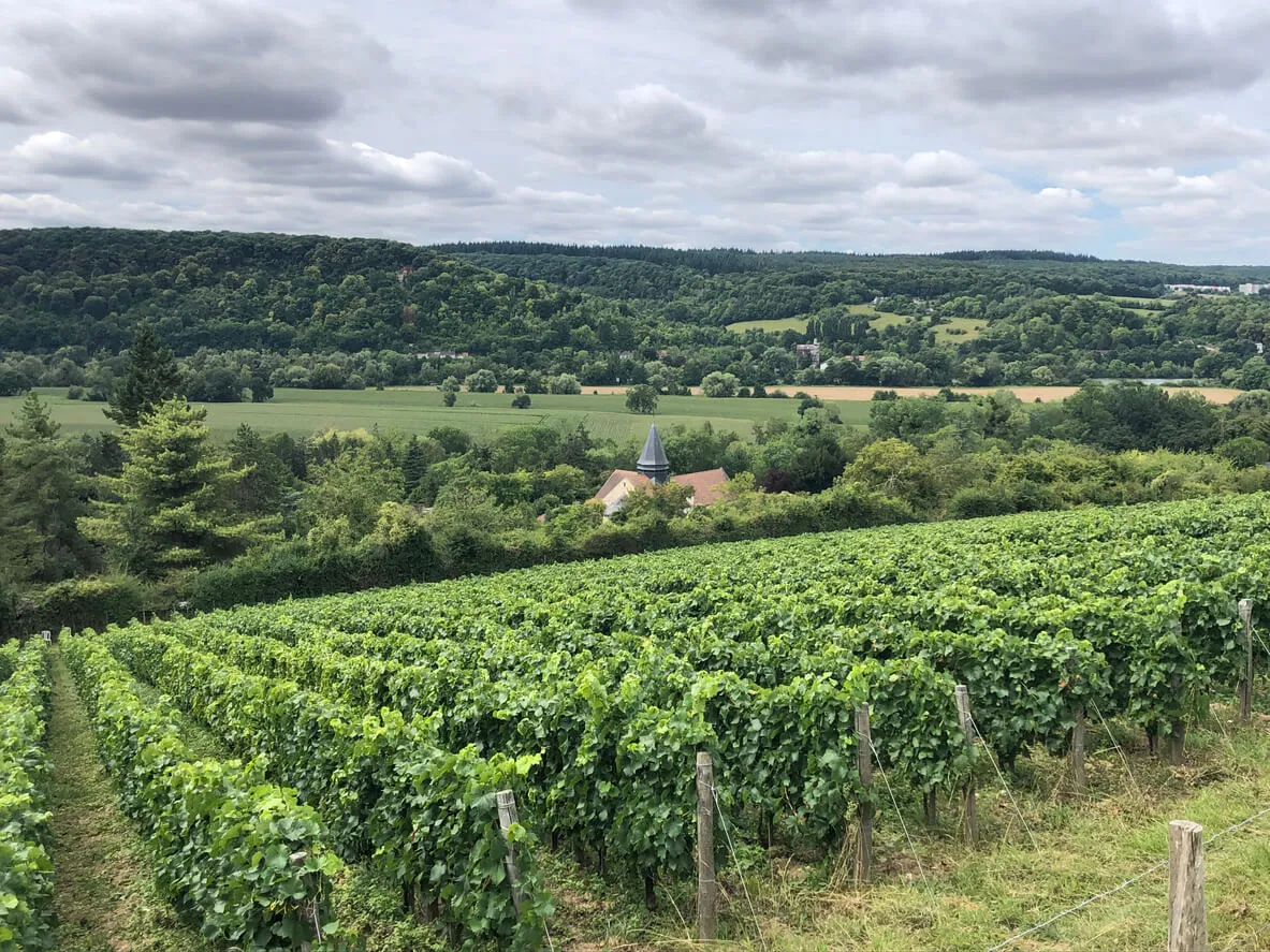 A vineyard on a hillside overlooking a valley.